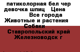 патиколорная бел/чер девочка шпиц › Цена ­ 15 000 - Все города Животные и растения » Собаки   . Ставропольский край,Железноводск г.